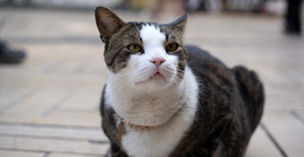 Çarşının 10 kiloluk Prensi