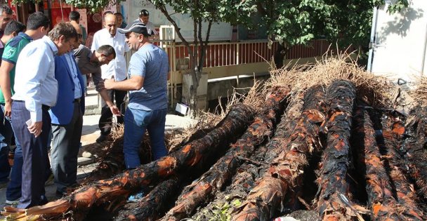Çayırova'da ağaç katliamı!
