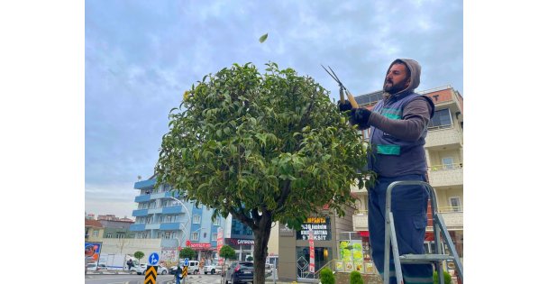 Çayırova'da Mevsimlik Budama Çalışması