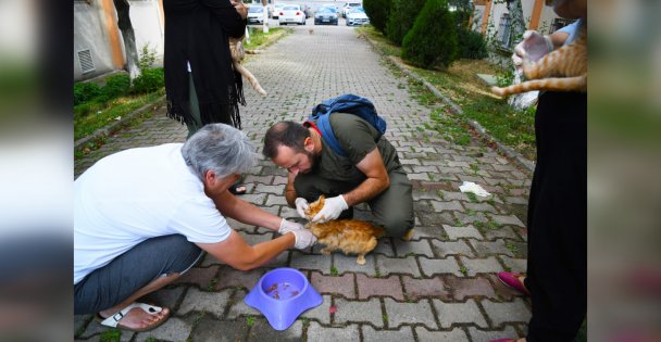 Çayırova'da sokak hayvanlarına aşı