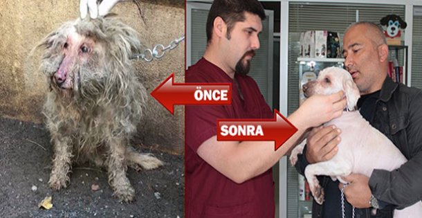 Çayırova'da Terk Edilen Köpek