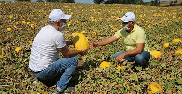 Çevre illerin kavun ihtiyacı Karamürsel'den
