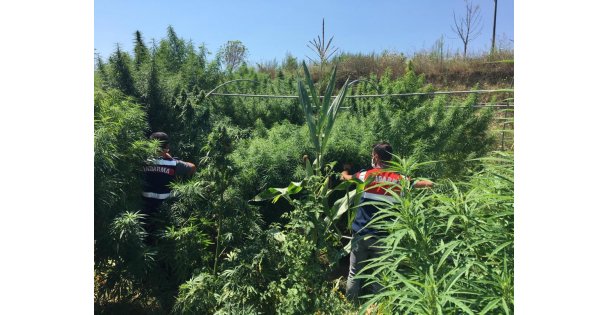 Çiftlikte 44 kilogram esrar ele geçirildi