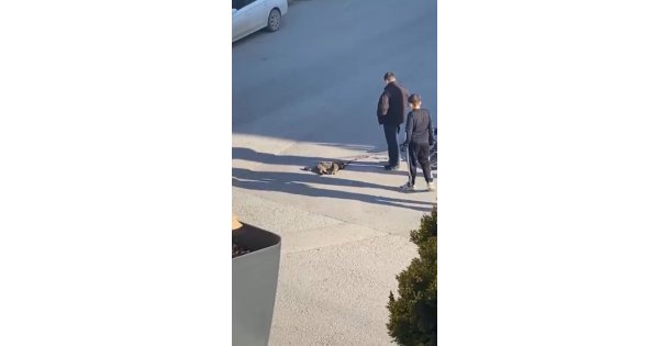Çocuklar yaralı kedinin üzerini örtüp, başında nöbet tuttu