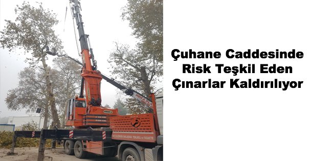 Çuhane Caddesinde Risk Teşkil Eden Çınarlar Kaldırılıyor