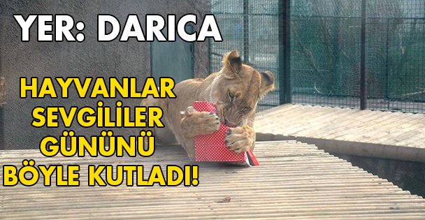 Darıca'da hayvanlar sevgililer günü kutladı!