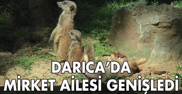 Darıca'da iki Mirket dünyaya geldi!