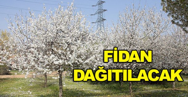 Darıca'da Mahlep fidanı dağıtılacak
