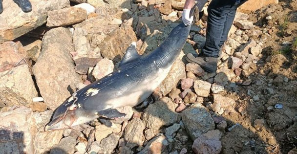 Darıca'da Ölü Yunus Sahile Vurdu
