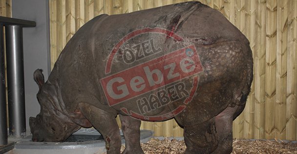 Darıca'ya Gergedan geldi!