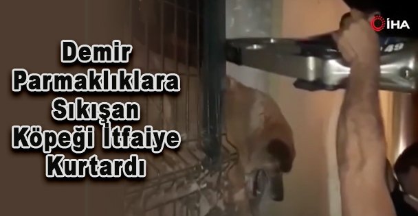 Demir Parmaklıklara Sıkışan Köpeği İtfaiye Kurtardı