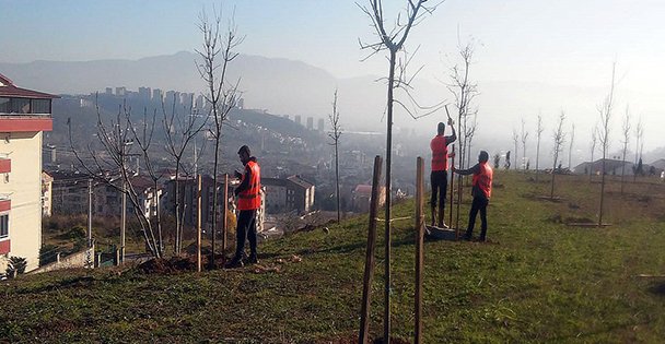 Denetimli serbestlik hükümlüleri fidan dikti