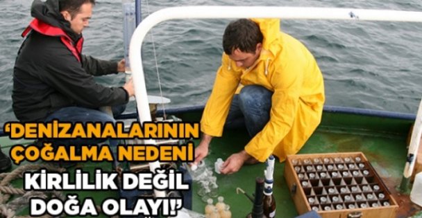 Denizanalarının Çoğalma Nedeni Kirlilik Değil