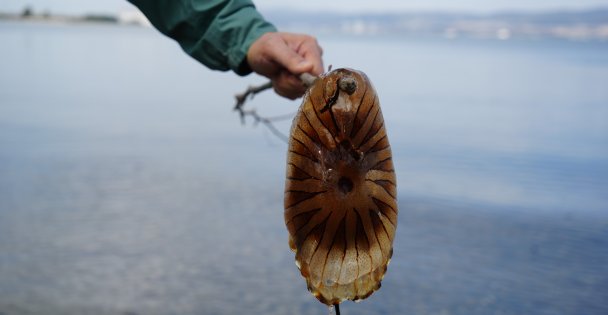 Denizde bu türü görürseniz sakın yaklaşmayın