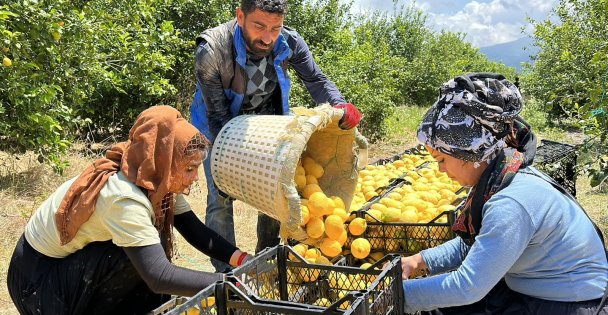 Depremzede Arsuzlu Çiftçilerin Limonları Dalında Kalmadı
