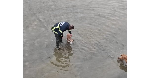 Dereye düşen 2 köpek kurtarıldı