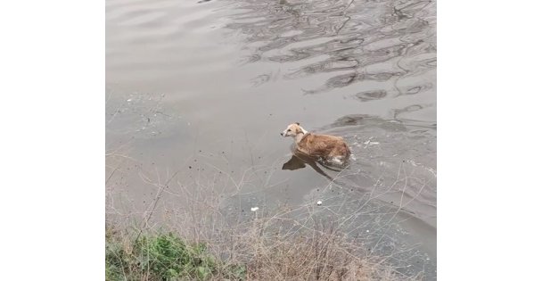 Dereye düşen köpeği itfaiye ekipleri son anda kurtardı