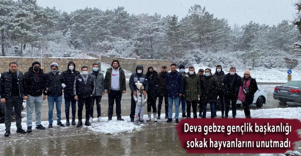 DEVA Gebze Gençlik Çalışmaları Başkanlığı sokak hayvanlarını unutmadı