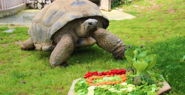 Devasa kaplumbağaya 102. yaş sürprizi