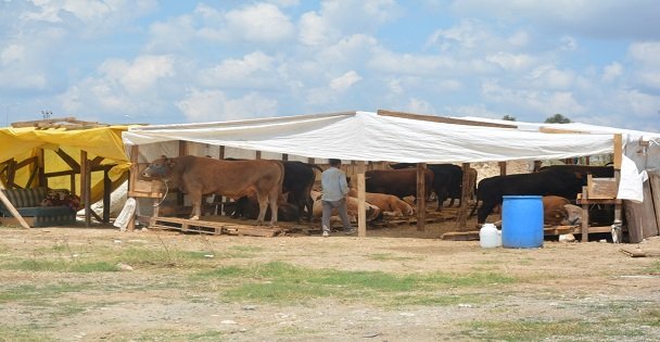 Dilovası Hayvan Pazarı Kurban Bayramına Hazır