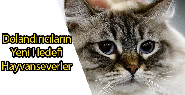 Dolandırıcıların Yeni Hedefi Hayvanseverler