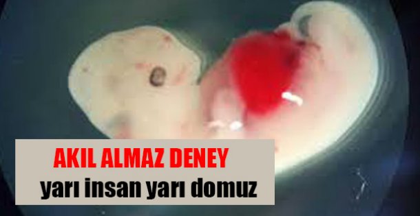 DOMUZ EMBRİYOSUNA İNSAN HÜCRESİ KONULDU