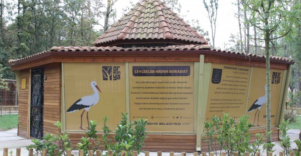Düşkün Leylekler Evi, Ormanya‘da