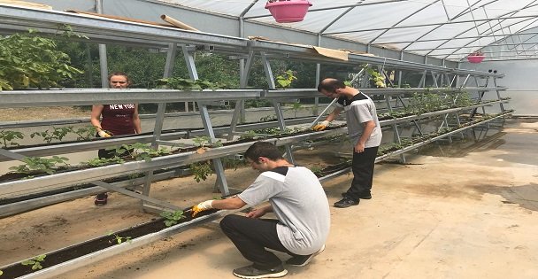 Ekip, yetiştirdikleri ürünleri topladılar