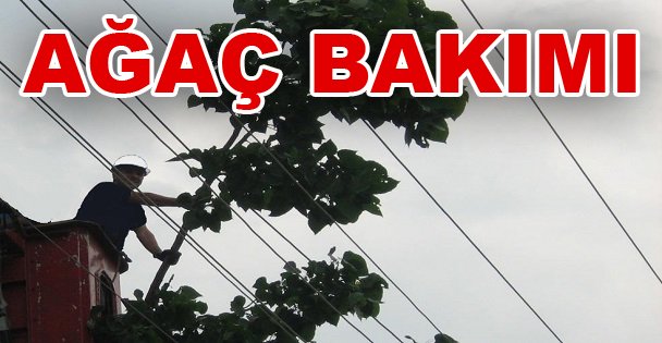 Enerji Hattında Ağaç Bakımı Yasal Zorunluluk