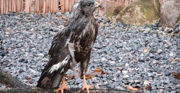 Engelli Kuşlar Ormanya'nın Ömür Boyu Misafiri