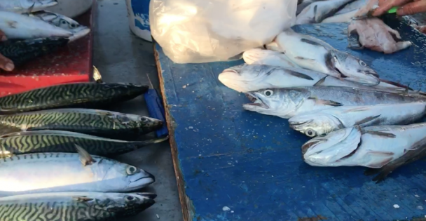 Eskihisar Sahillerinde Balıkçılık