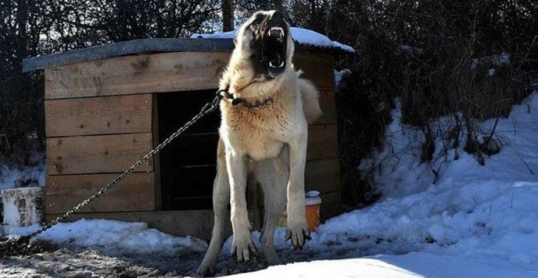 Fabrikada Köpeğin Saldırdığı 2 İşçi Yaralandı