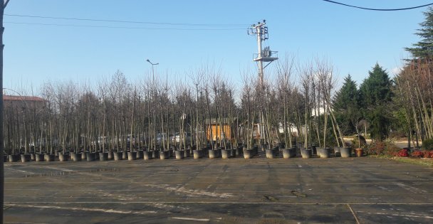 Fidan desteği için başvurular yarın bitiyor