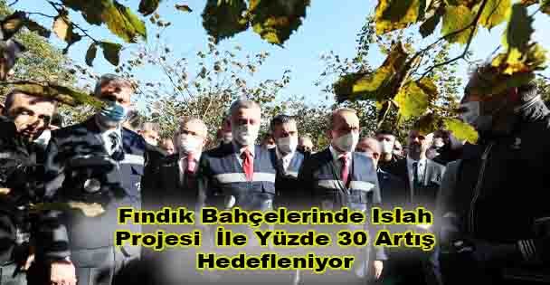 Fındık Bahçelerinde Islah Projesi  İle Yüzde 30 Artış Hedefleniyor