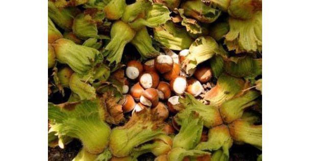 Fındık: Önemi ve Geleceği Semineri