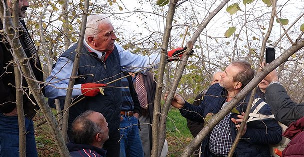 Fındıkta bilinçli budama