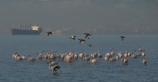 Flamingolar İzmit Körfezi'ni Mesken Tuttu