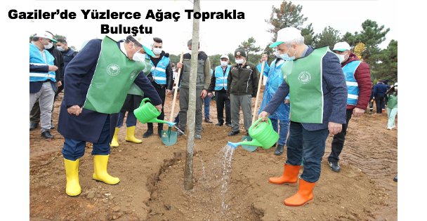 Gaziler'de Yüzlerce Ağaç Toprakla Buluştu