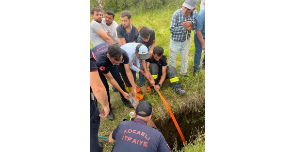 Gebe inek definecilerin kazdığı kuyuya düştü: Kurtarmak saatler sürdü