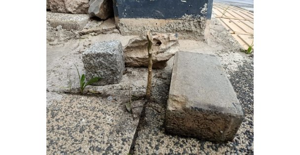 Gebze`de Bir Kadın Kaldırımdaki Fidanı Sebebsiz Yere Kırdı