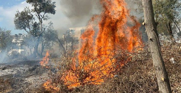 Gebze de zeytinlikte çıkan yangın söndürüldü