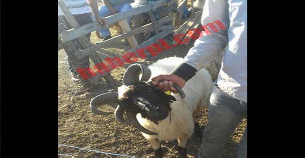 Gebze kurban pazarında Beş boynuzlu koç