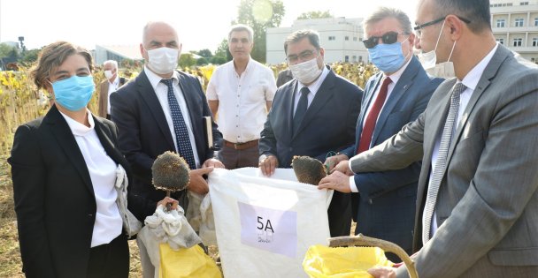 Gebze Teknik Üniversitesinin sürdürülebilir tarım çalışmasında ayçiçeği hasadı yapıldı