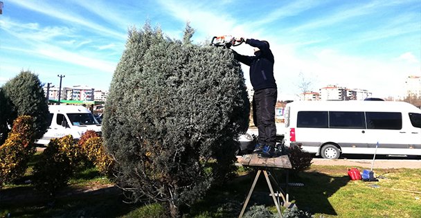 Gebze'de ağaçların bahar bakımı zamanı