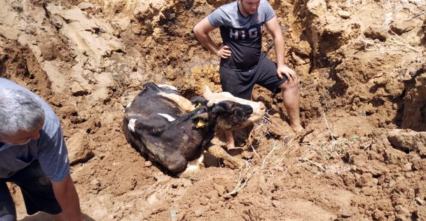 Gebze'de bataklığa saplanan inek iş makinesiyle kurtarıldı