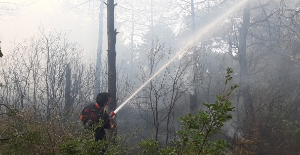 Gebze'de çıkan orman yangını söndürüldü