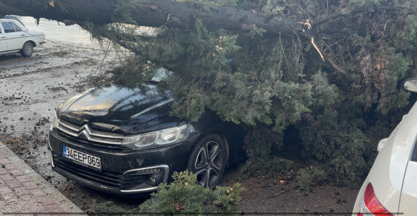 Gebzede fırtınada iki otomobilin üzerine ağaç devrildi