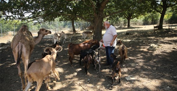 Gebze'de kayalık araziyi 10 bin ağaçla ormana dönüştürdü