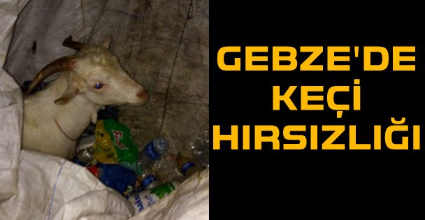 Gebze'de keçi hırsızlığı