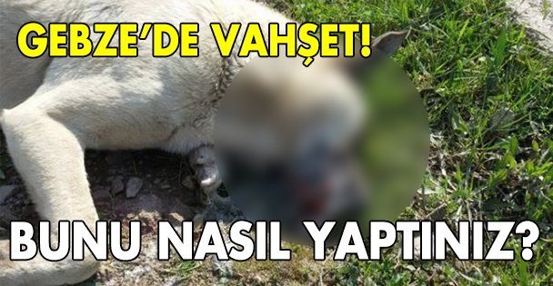 Gebze'de köpek vahşeti!